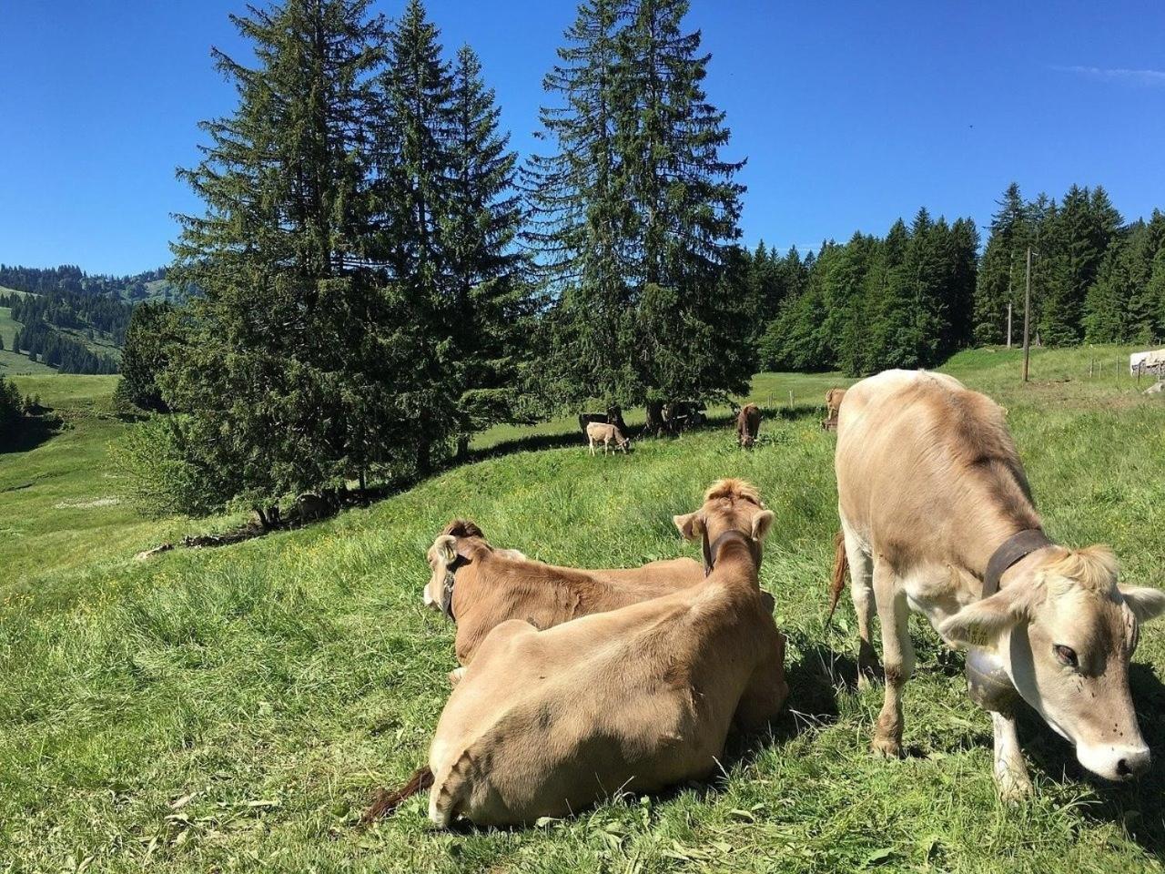 Appartement Nr 19, Alpenappartementhaus, Oberstaufen-Steibis, Allgaeu, Oberstaufen Plus Exterior foto